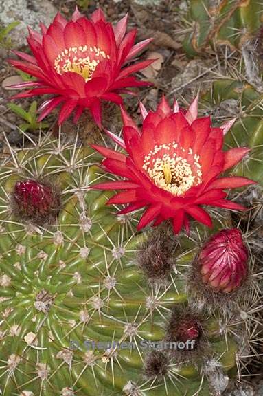 echinopsis korethroides 1 graphic